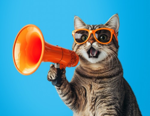 KOTY wolno żyjące | Darmowa karma