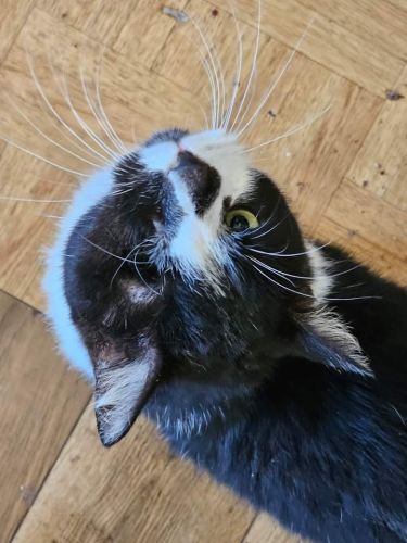 Pirat Jacuś | Stracił oko w wypadku. Wspaniały kocurek, domaga się uwagi. Bardzo potrzebuje swojego domku. Słabo się odnajduje w Kocietniku.