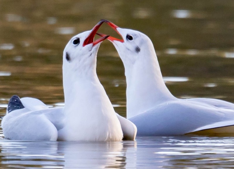 Wernisaż wystawy fotografii przyrodniczej | Mazurska Przyroda